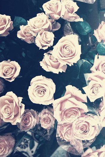 ~~Roses~~ - Cartea mea de pe Wattpad