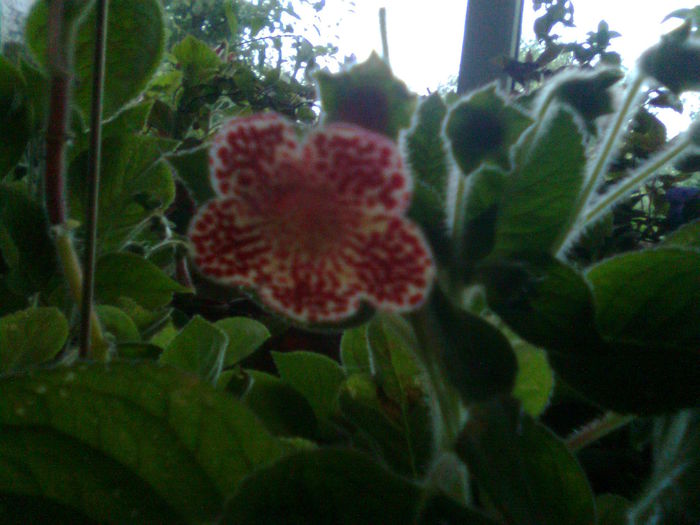 Imagine1904 - Kohlerii