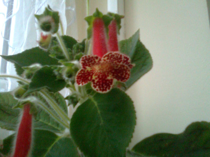 Imagine1907 - Kohlerii