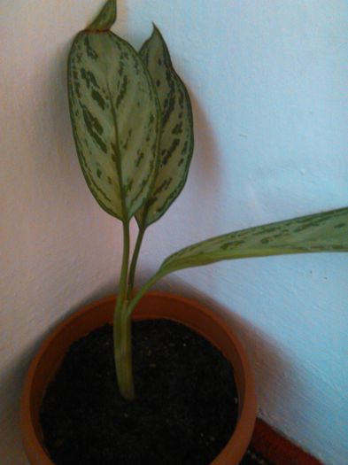 Aglaonema crispum deborah-12.08.2015 - Aglaonema crispum deborah-auricam