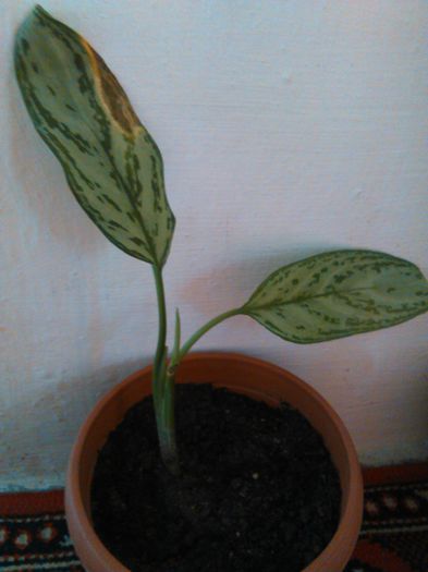 Aglaonema crispum deborah-12.08.2015 - Aglaonema crispum deborah-auricam