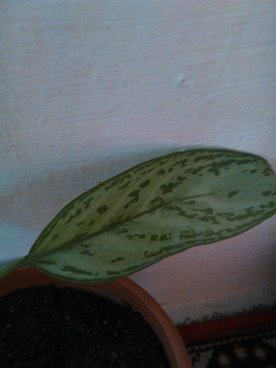 Aglaonema crispum deborah-12.08.2015 - Aglaonema crispum deborah-auricam