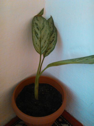 Aglaonema crispum deborah-12.08.2015 - Aglaonema crispum deborah-auricam