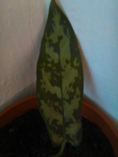 Aglaonema Emerald Beauty-28.08.2015 - Aglaonema Emerald Beauty- auricam