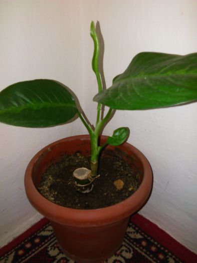 aglaonema 12.05.2015 - GENUL aglaonema