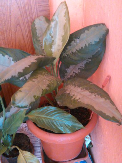 Aglaonema siamense-14.08.2015