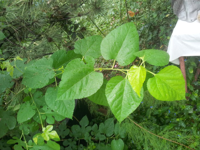 pom 2 - frunze din acelasi pom - 3 - AJUTATI-MA cu numele plantelor