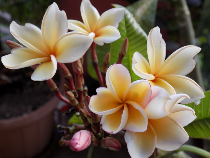 DSCN0011 - Plumeria 2015