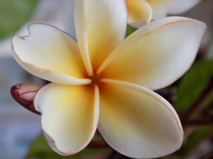 DSCN0005 - Plumeria 2015