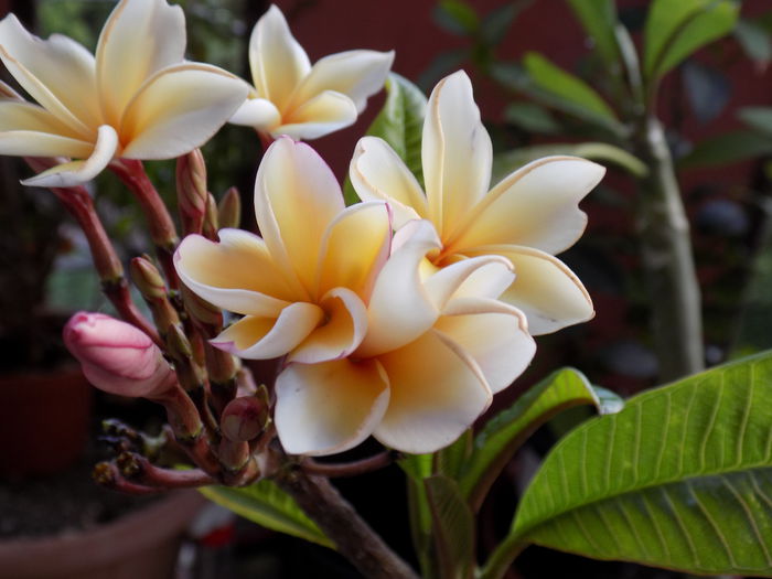 DSCN0008 - Plumeria 2015