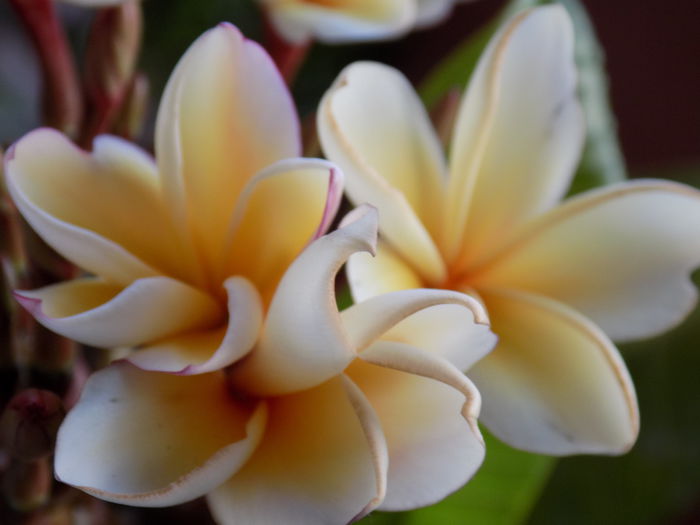 DSCN0010 - Plumeria 2015