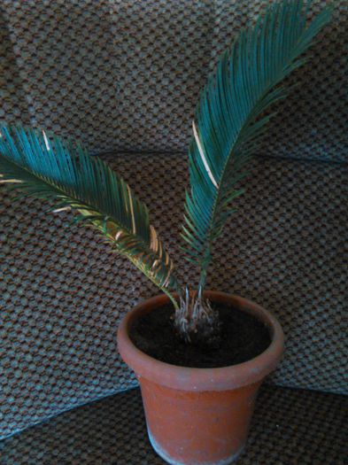 cycas revoluta-06.04.2015