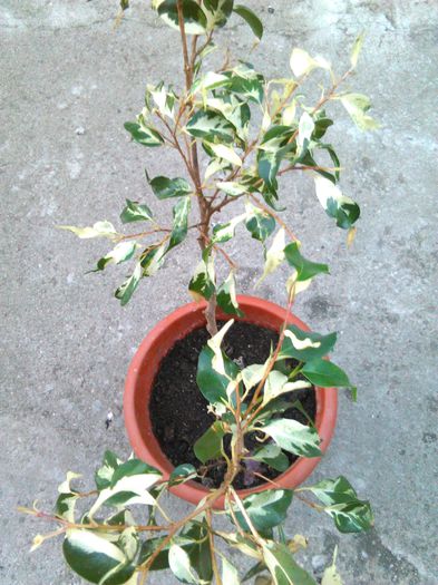 ficus benjamin 07.05.2015 - 811 specia ficus benjamin