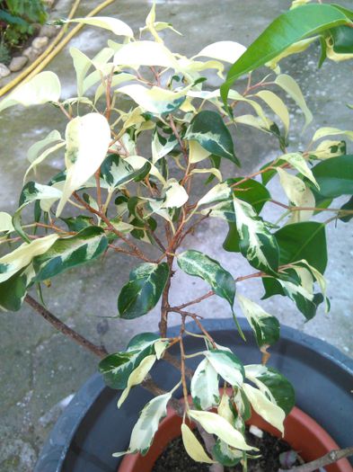 ficus benjamin 30.06.2015 - 811 specia ficus benjamin