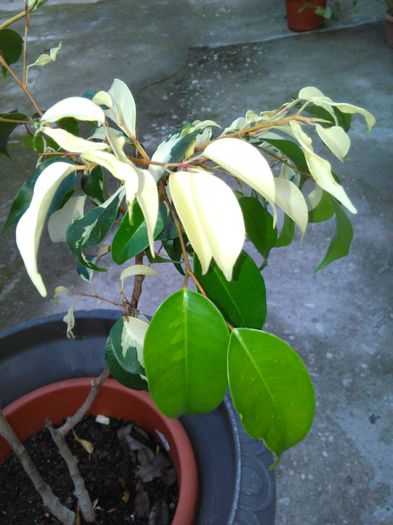 ficus benjamin 30.06.2015