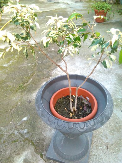 ficus benjamin 30.06.2015