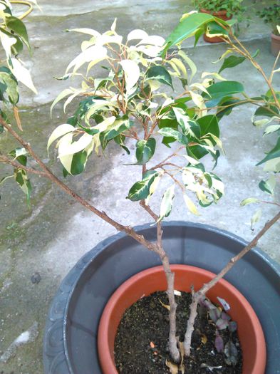 ficus benjamin 30.06.2015