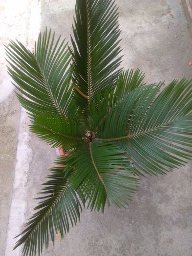 cycas revoluta-27.07.2015 - SPECIA cycas revoluta