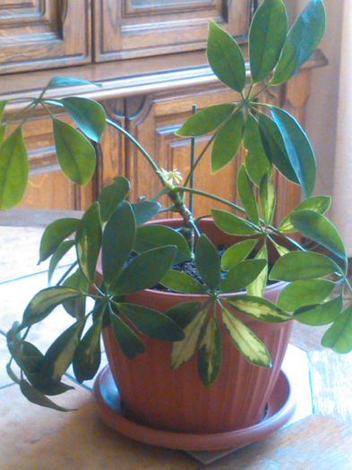 SCHEFFLERA-30.07.2015 - G Schefflera - ladriana