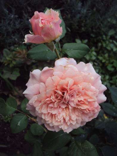 DSC04557