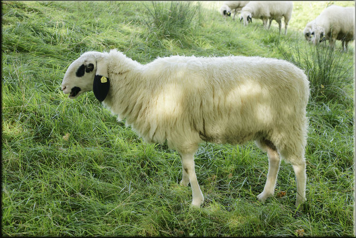 Bergschaf oachese - Rase de oi si capre -Poze deosebite-8