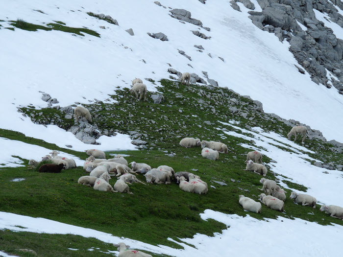 Sant cu parul mai scurt si stau langa zapada - Rase de oi si capre -Poze deosebite-8