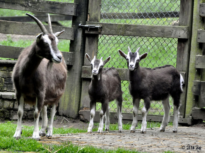 Toggenburg frumosi-653d - Rase de oi si capre -Poze deosebite-8