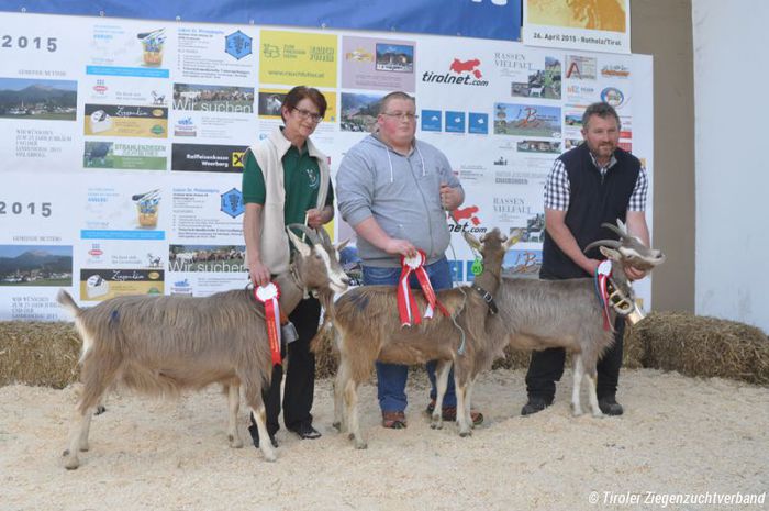 Toggenburg la podium - Rase de oi si capre -Poze deosebite-8