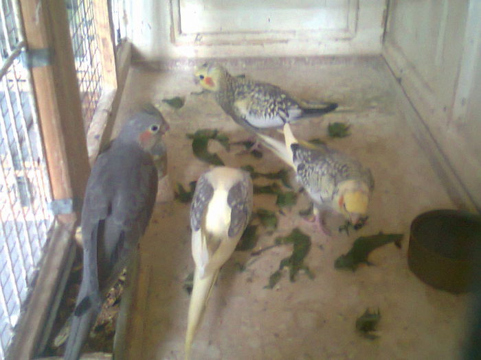 Separati de parinti si independenti