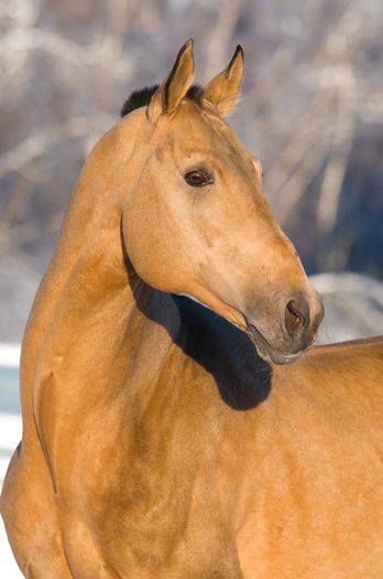 akhal - Cal Akhal teke