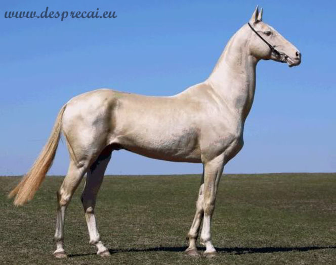 akhal-teke_01