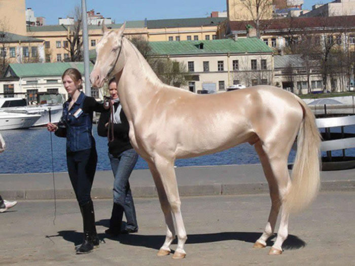 Akhal-Teke1 - Cal Akhal teke