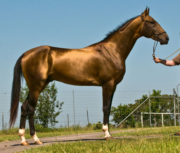 Akhal-Teke2 - Cal Akhal teke