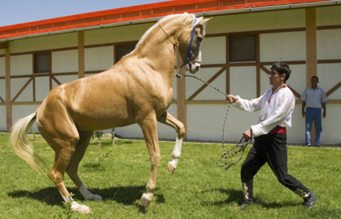 Akhal-Teke3 - Cal Akhal teke