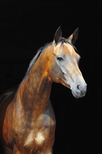 akkkkkk - Cal Akhal teke