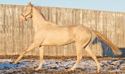 cal-akhal-teke2 - Cal Akhal teke