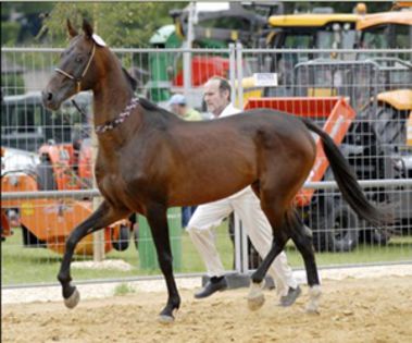 cal-akhal-teke-competitie1 - Cal Akhal teke