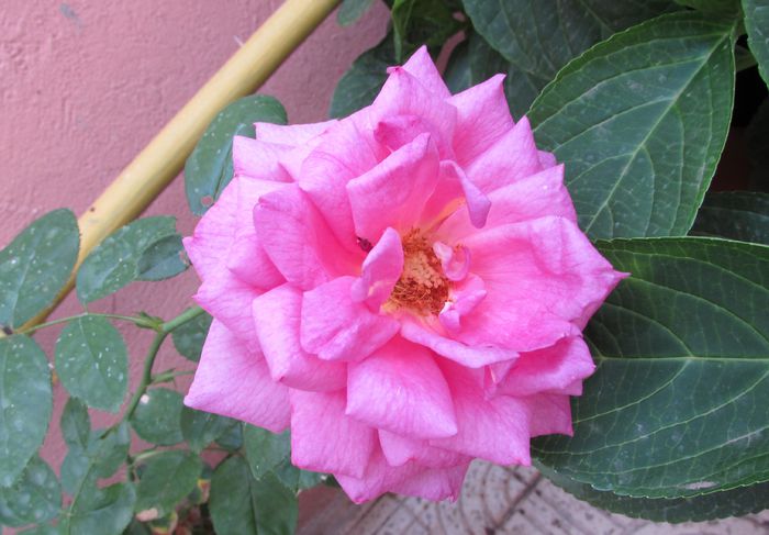 village-de-saint-yrieix rose - 2015 trandafiri _VI