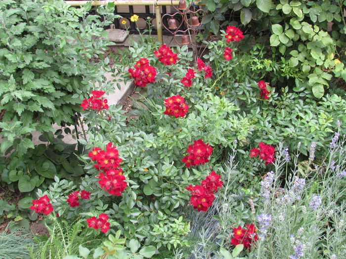 Bienenweide Rot - 2015 trandafiri _VI