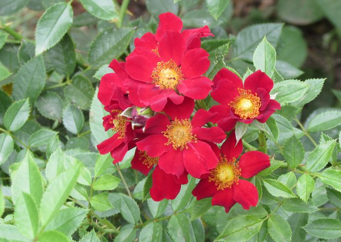 Bienenweide Rot - 2015 trandafiri _VI