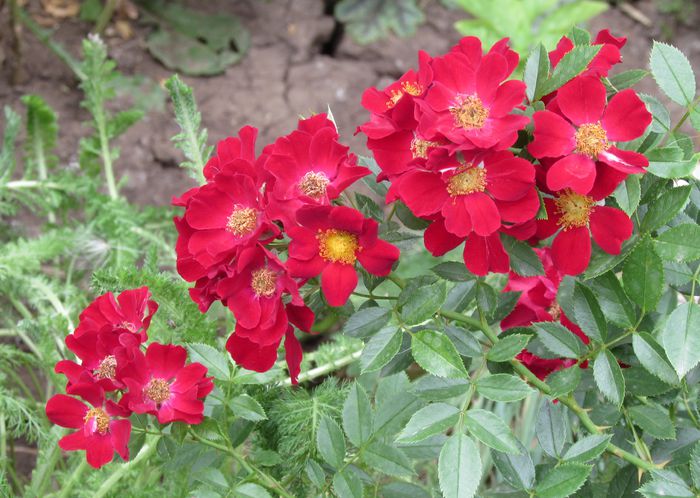 Bienenweide Rot - 2015 trandafiri _VI
