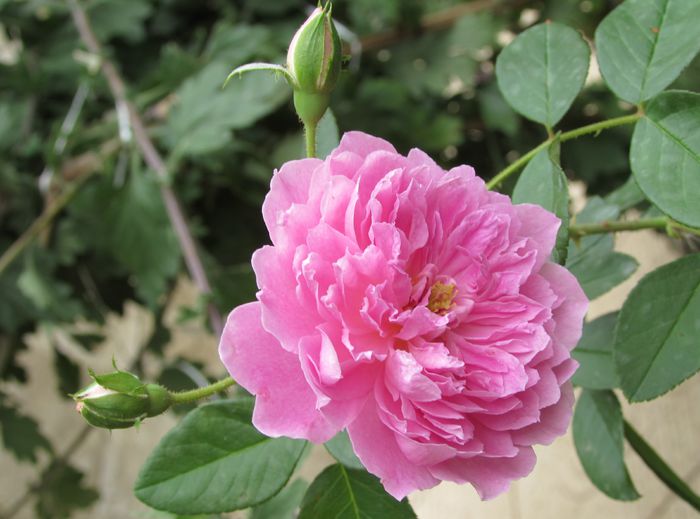Harlow Carr - 2015 trandafiri _VI