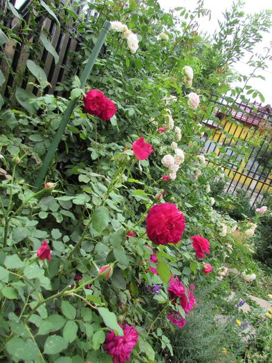 Munstead Wood si Eden Rose - 2015 trandafiri _VI