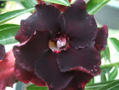 black window - seminte adenium 2022