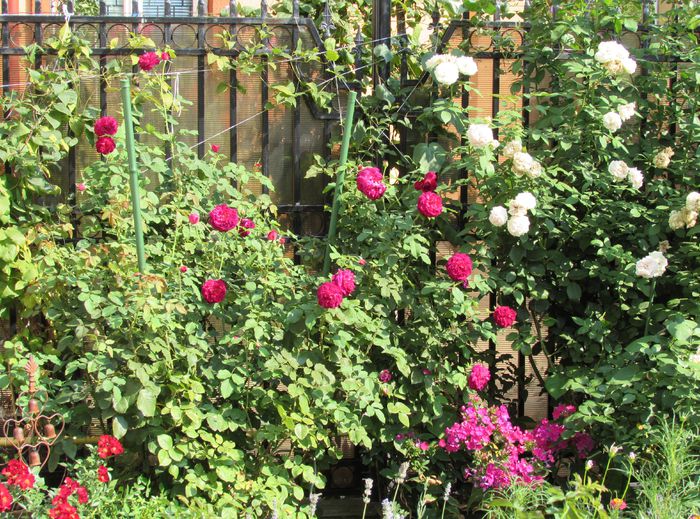 14 aug,Munstead Wood si Eden Rose - 2015 trandafiri _VI