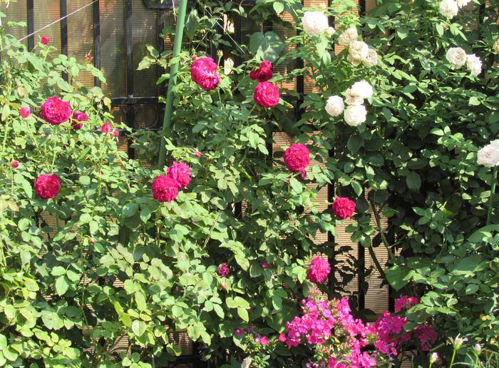 Munstead Wood si Eden Rose - 2015 trandafiri _VI