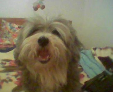 11301595_964553483577253_389702908_n - In memoria sufletului meu FRITZ