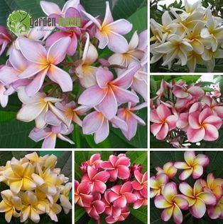 seminte plumeria 2022 - enama