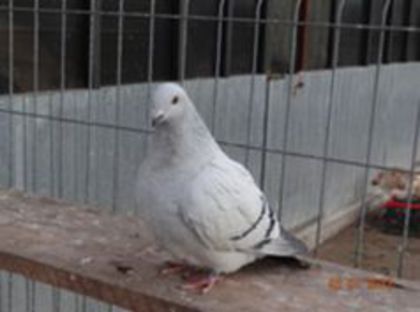 90736467_HYYQVQS