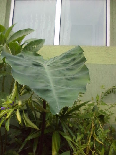 DSC04674
